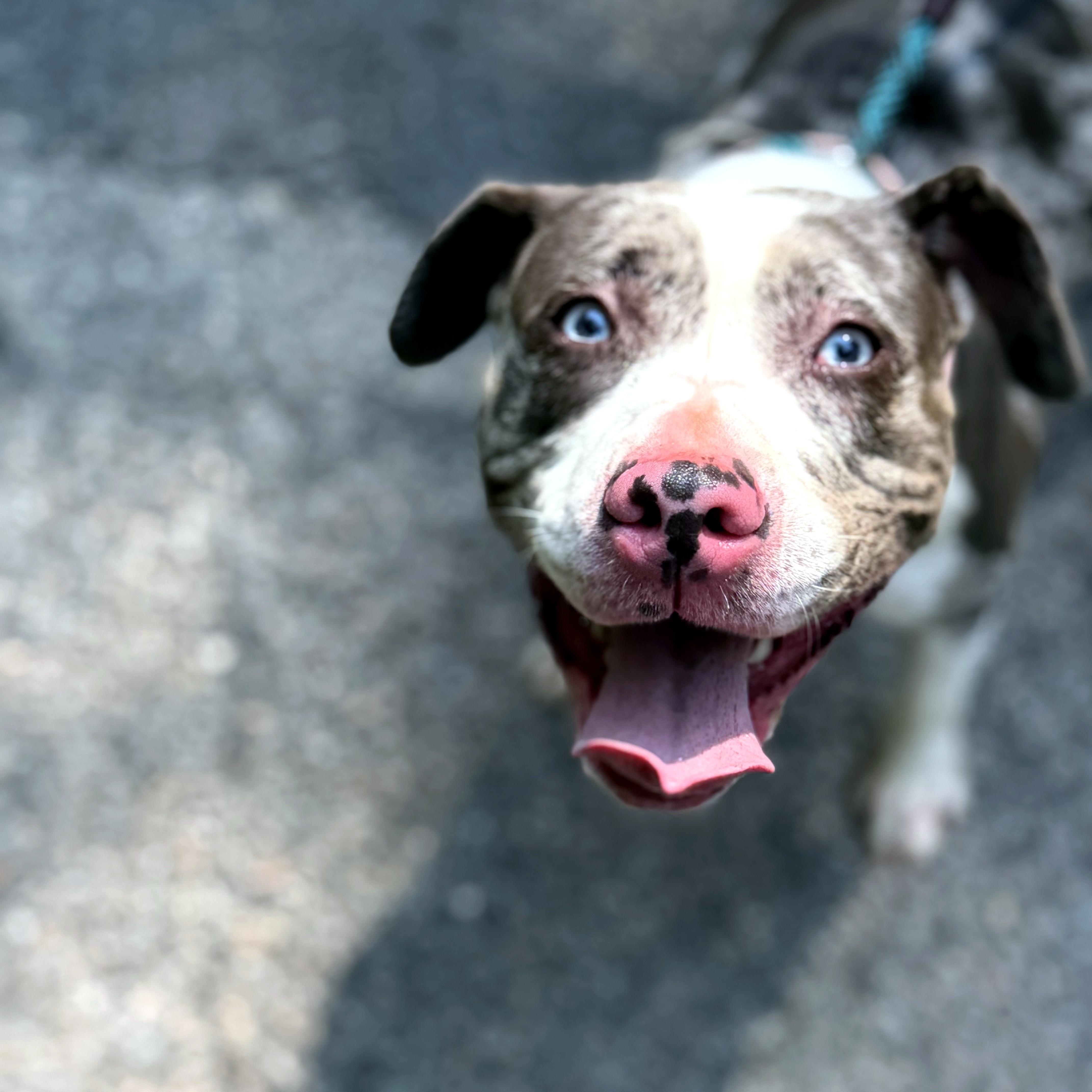 Luna, ADOPTABLE, Young Female Catahoula Leopard Dog.