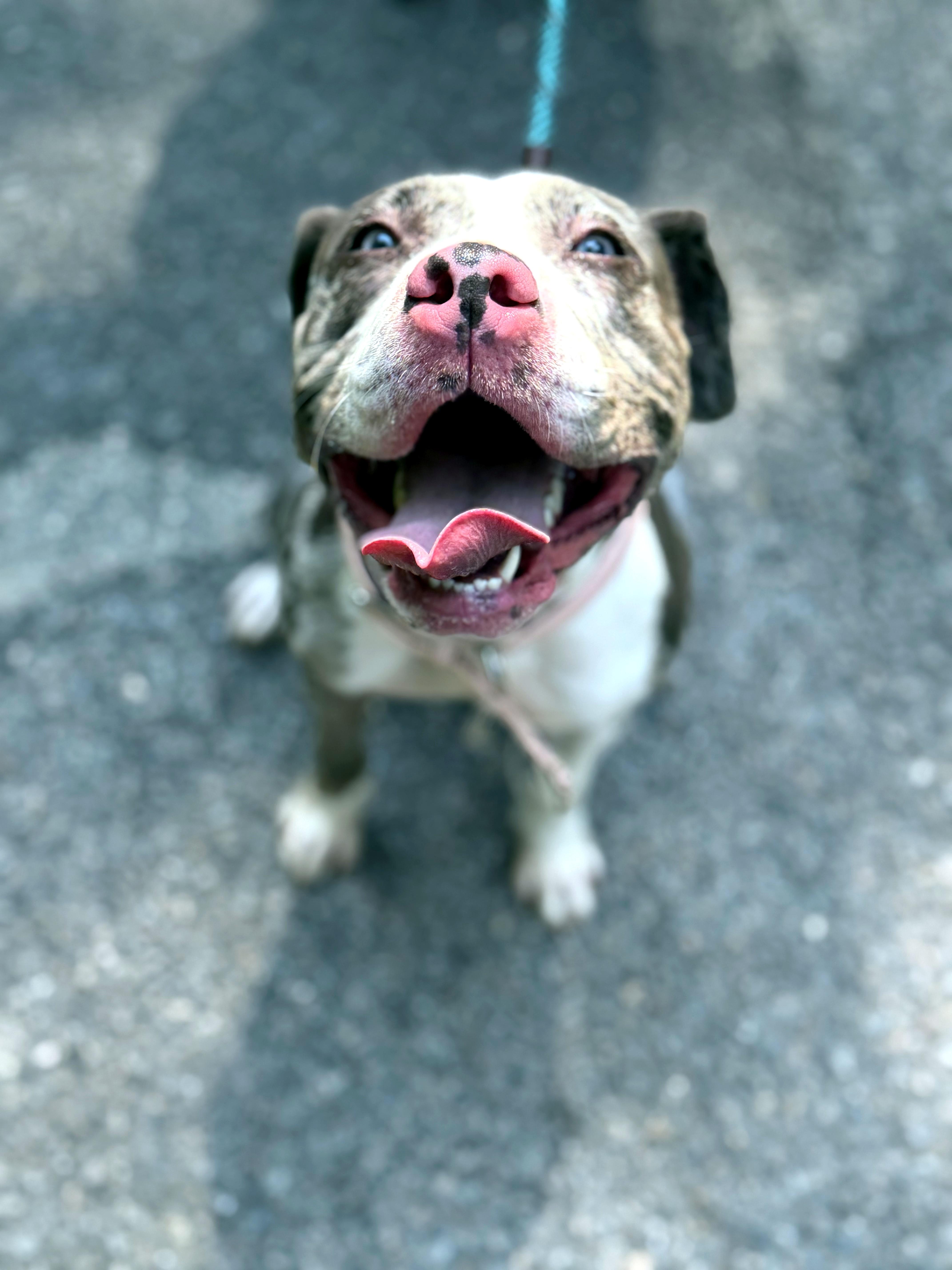 Luna, a ADOPTABLE mixed breed in Petersburg, VA image 5/6