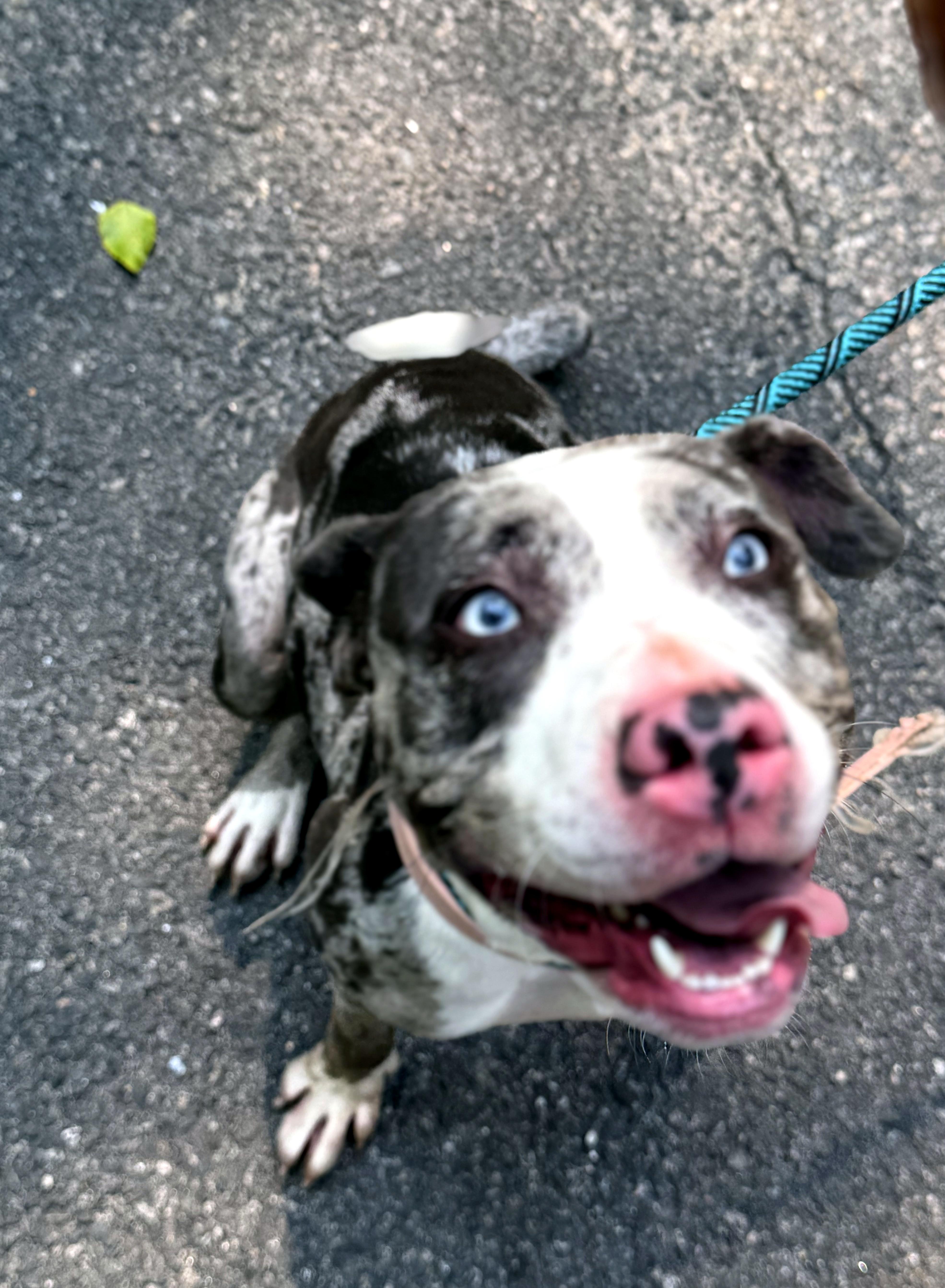 Luna, a ADOPTABLE mixed breed in Petersburg, VA image 6/6