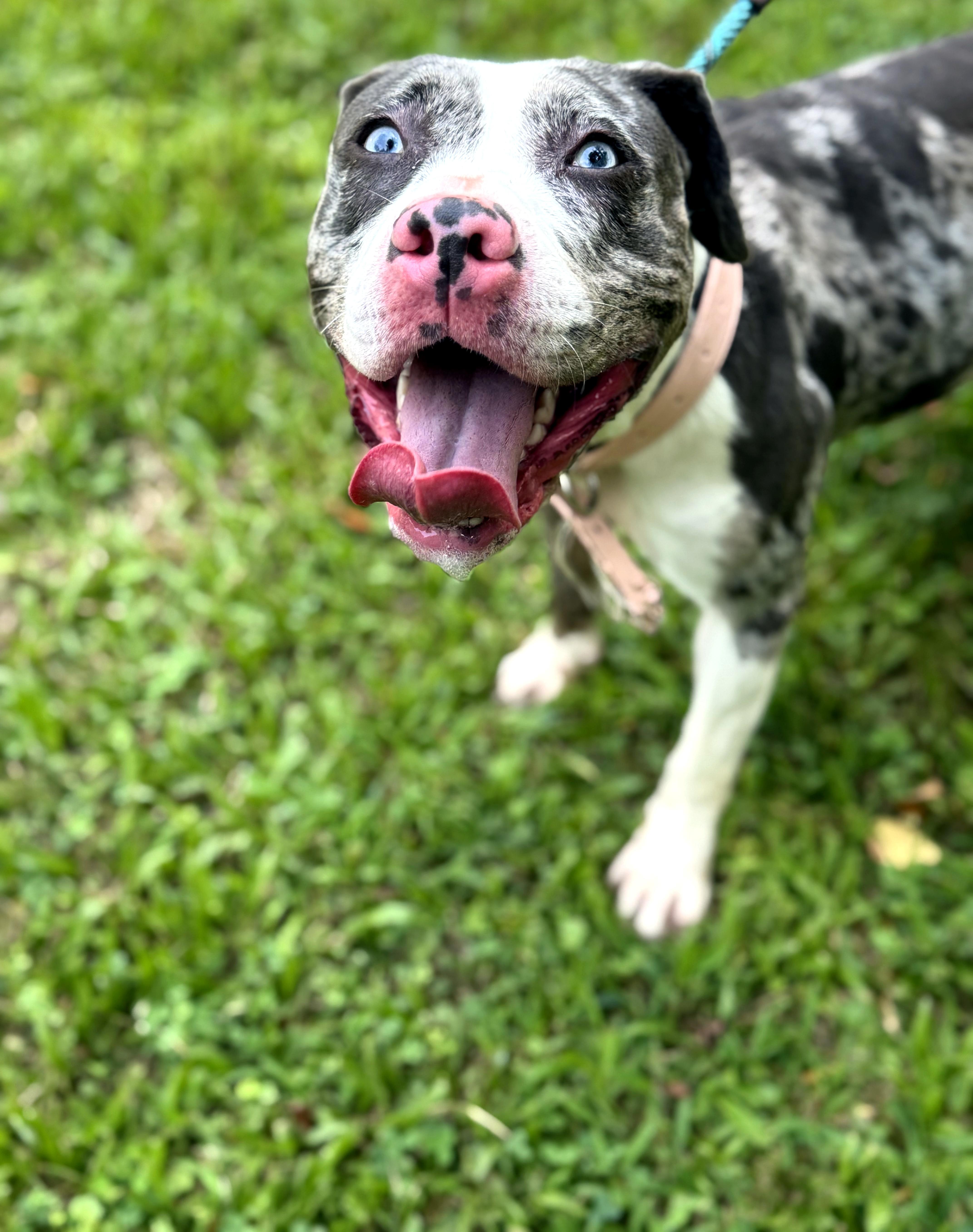 Luna, a ADOPTABLE mixed breed in Petersburg, VA image 3/6