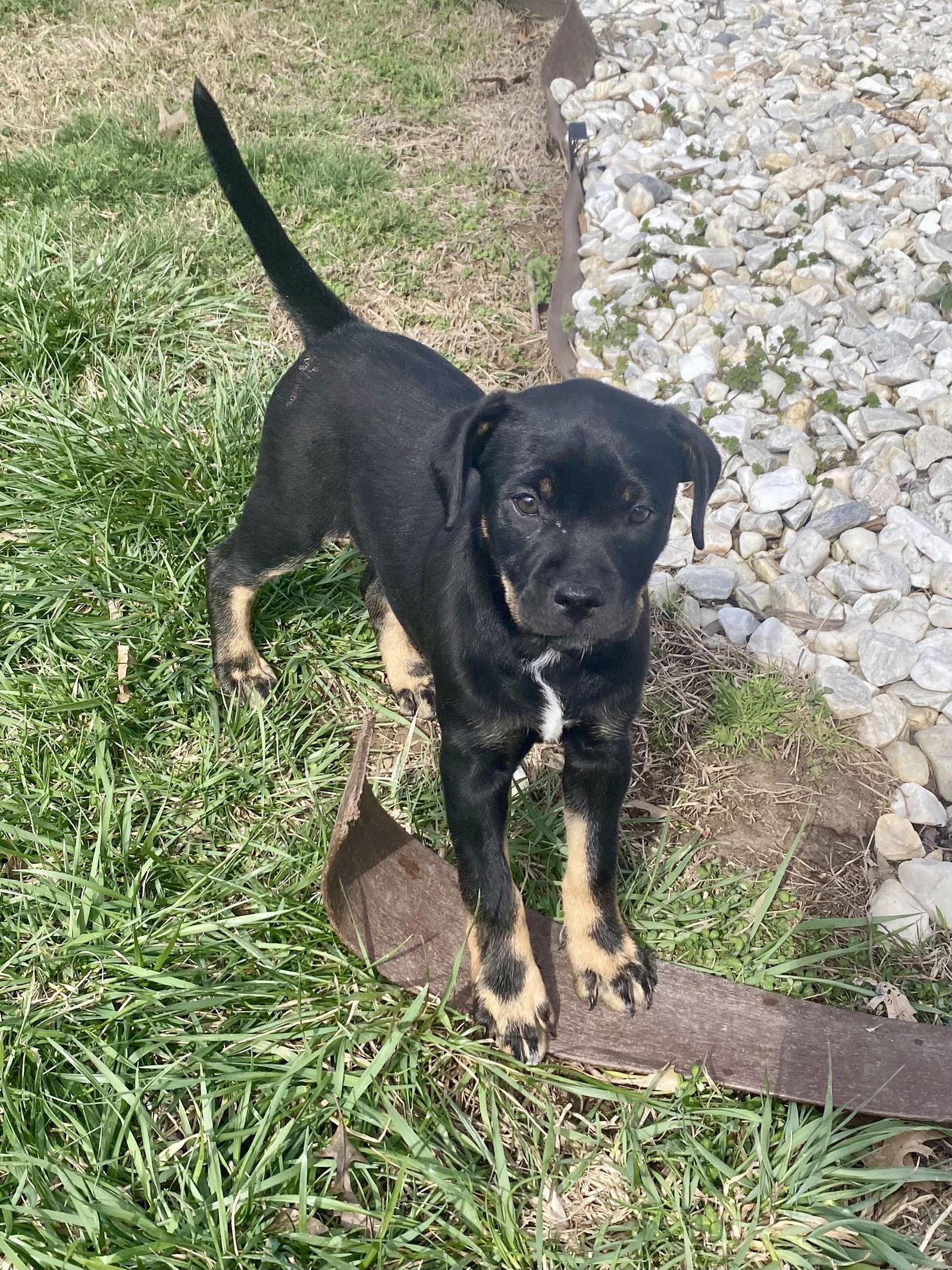 Enlarge Morticia, a Adopted mixed breed in Barnhart, MO image 1/3