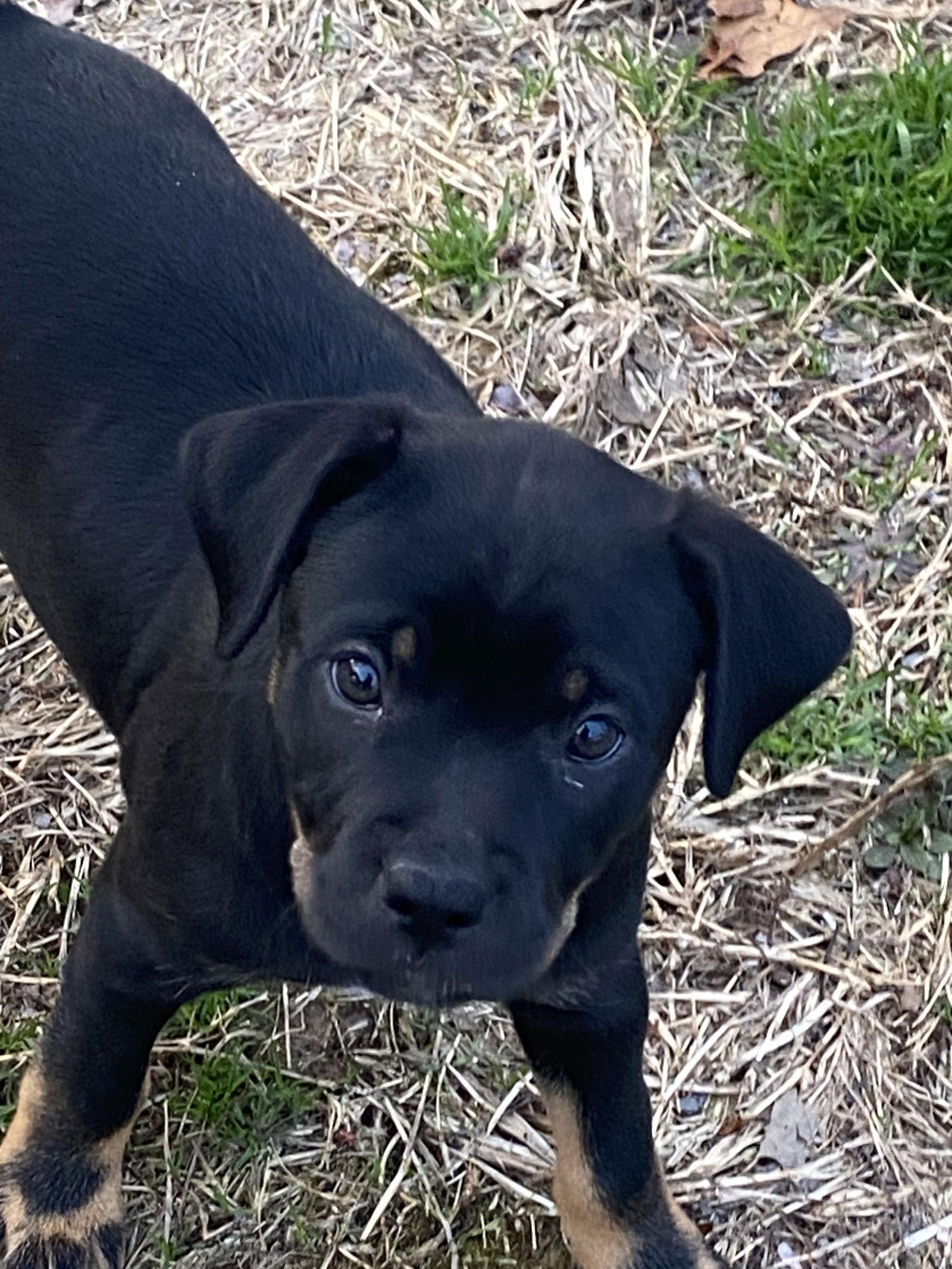 Enlarge Morticia, a Adopted mixed breed in Barnhart, MO image 2/3