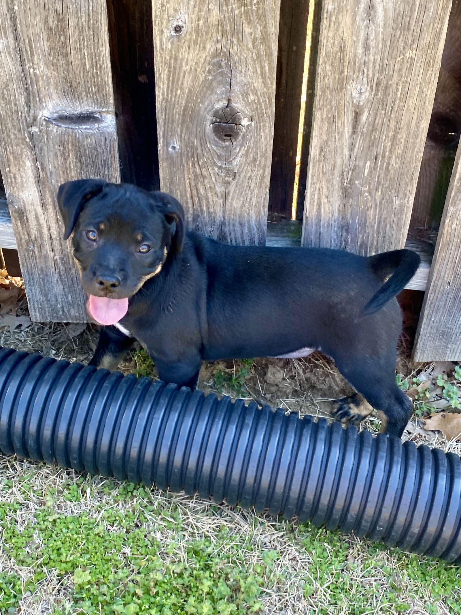 Enlarge Morticia, a Adopted mixed breed in Barnhart, MO image 3/3