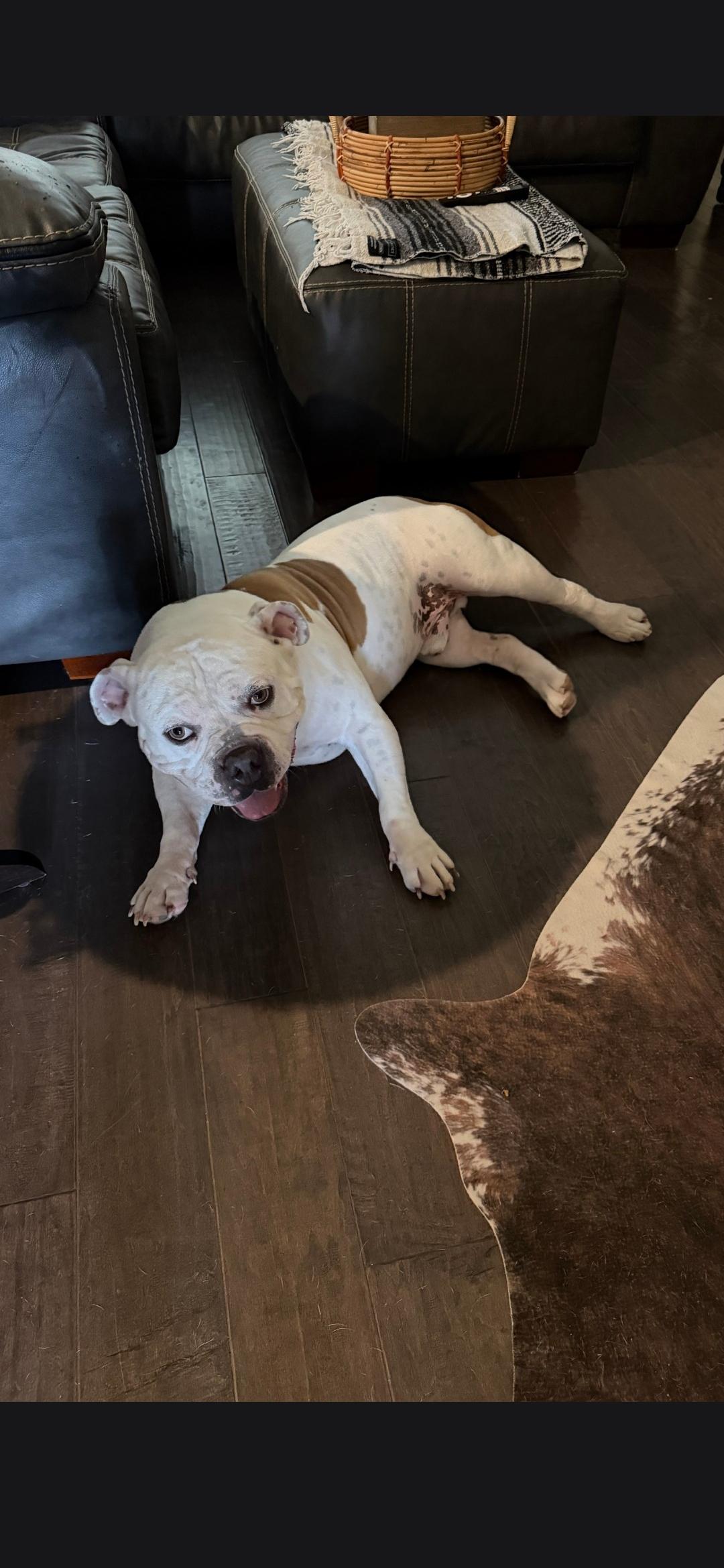 Enlarge Teddy bear, a Adoptable mixed breed in Plano, TX image 4/6