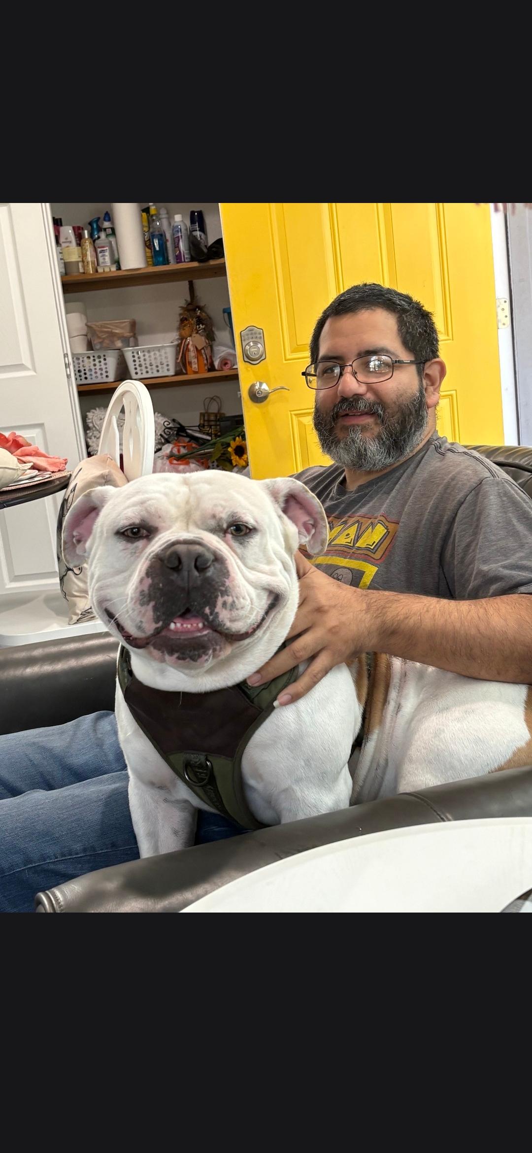Enlarge Teddy bear, a Adoptable mixed breed in Plano, TX image 5/6