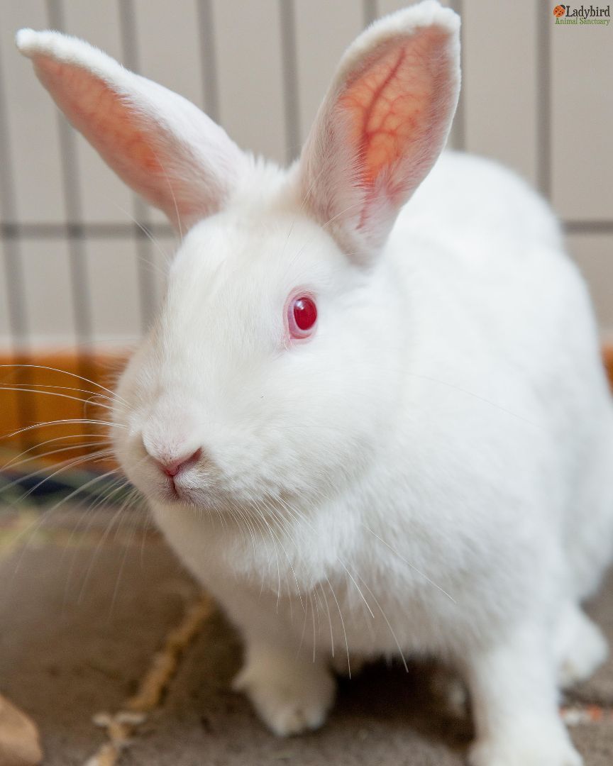 Calla (bonded to Cauliflower) , Adoptable, Adult Female New Zealand.