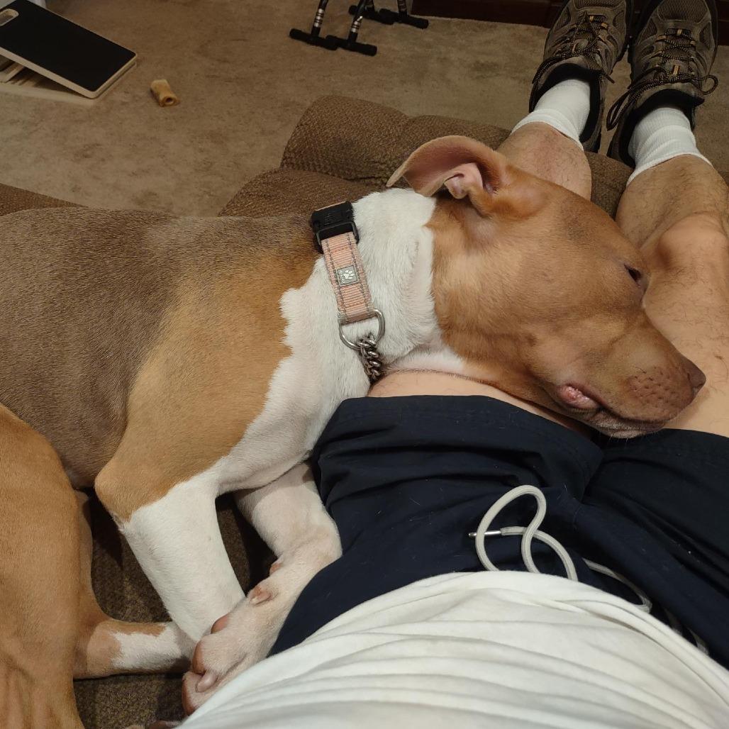 Syndra, Adoptable, Adult Female Mixed Breed.