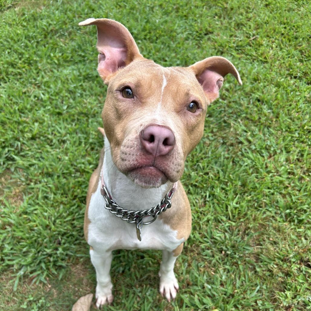 Enlarge Syndra, a Adoptable Mixed Breed in Auburn, AL image 1/6