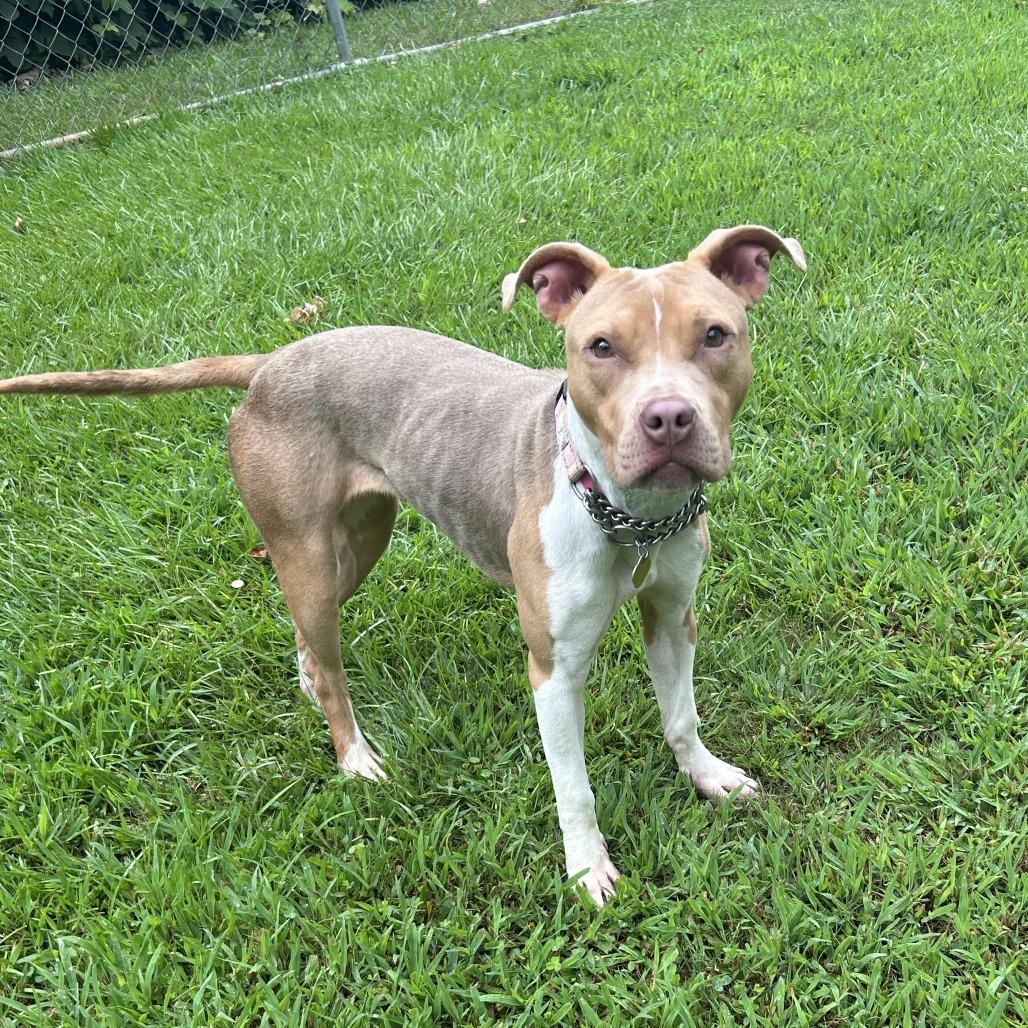 Enlarge Syndra, a Adoptable Mixed Breed in Auburn, AL image 2/6