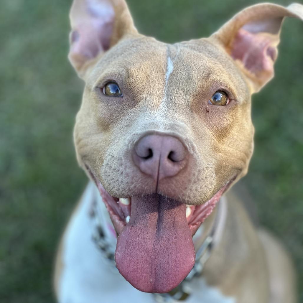 Enlarge Syndra, a Adoptable Mixed Breed in Auburn, AL image 3/6