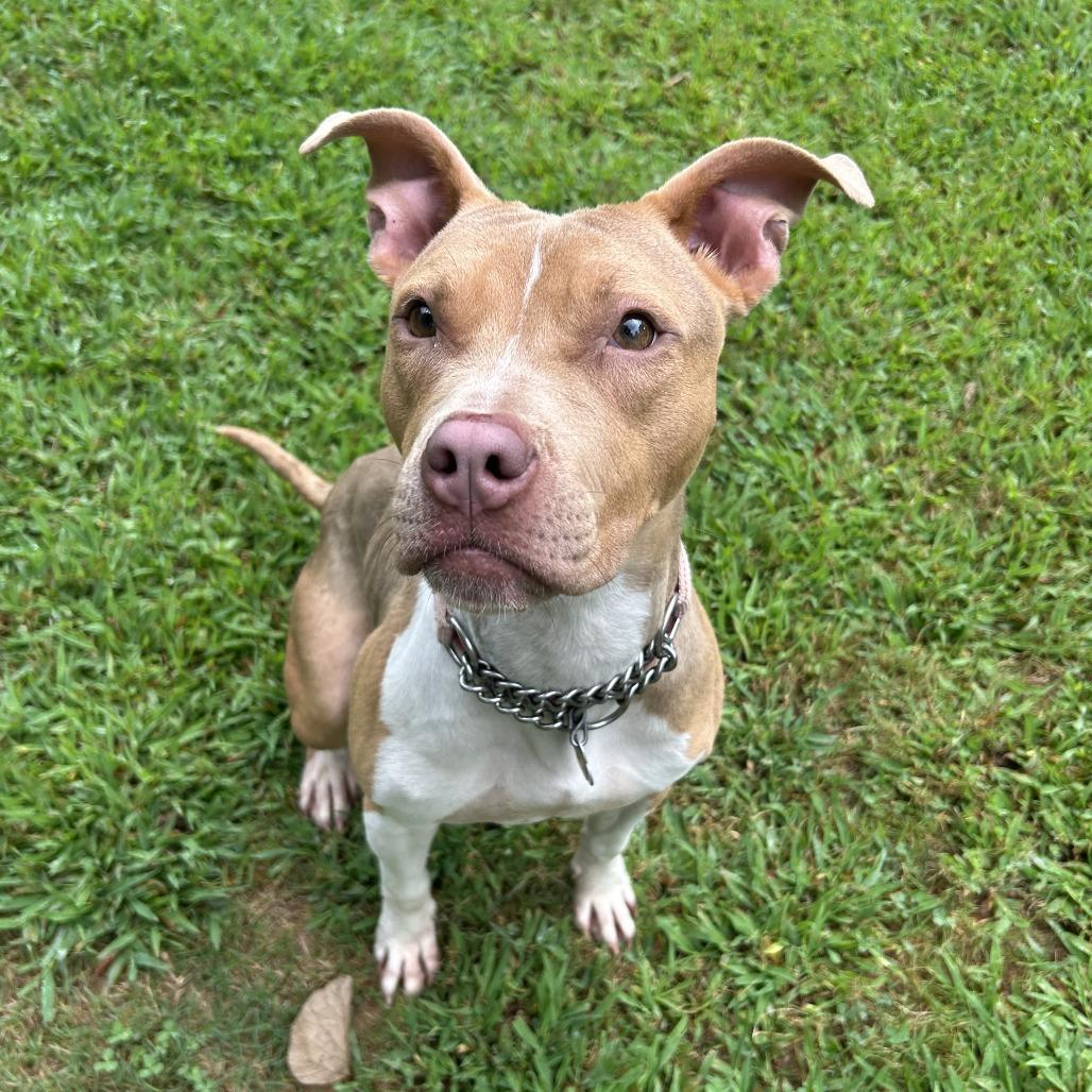 Enlarge Syndra, a Adoptable Mixed Breed in Auburn, AL image 4/6