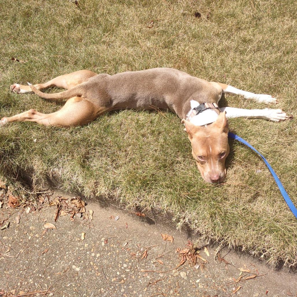 Enlarge Syndra, a Adoptable Mixed Breed in Auburn, AL image 5/6