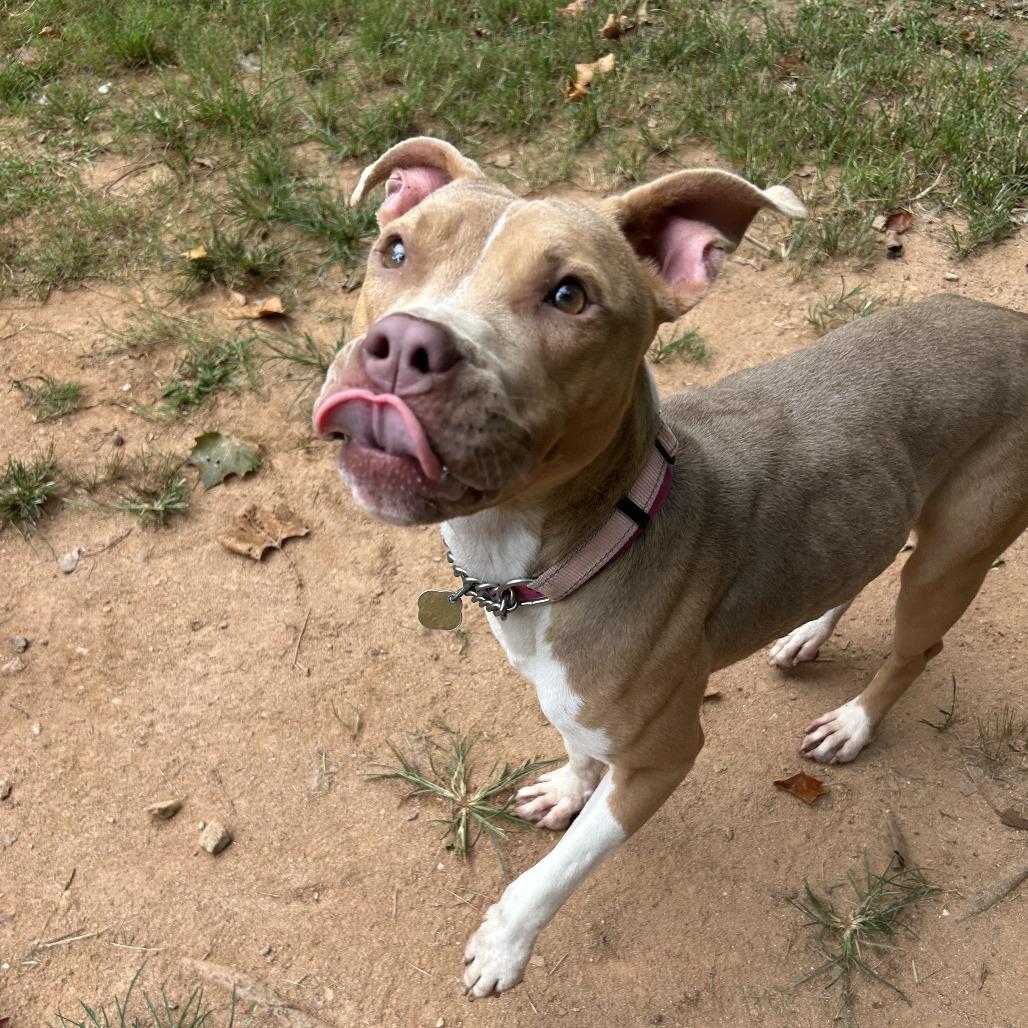 Enlarge Syndra, a Adoptable Mixed Breed in Auburn, AL image 6/6