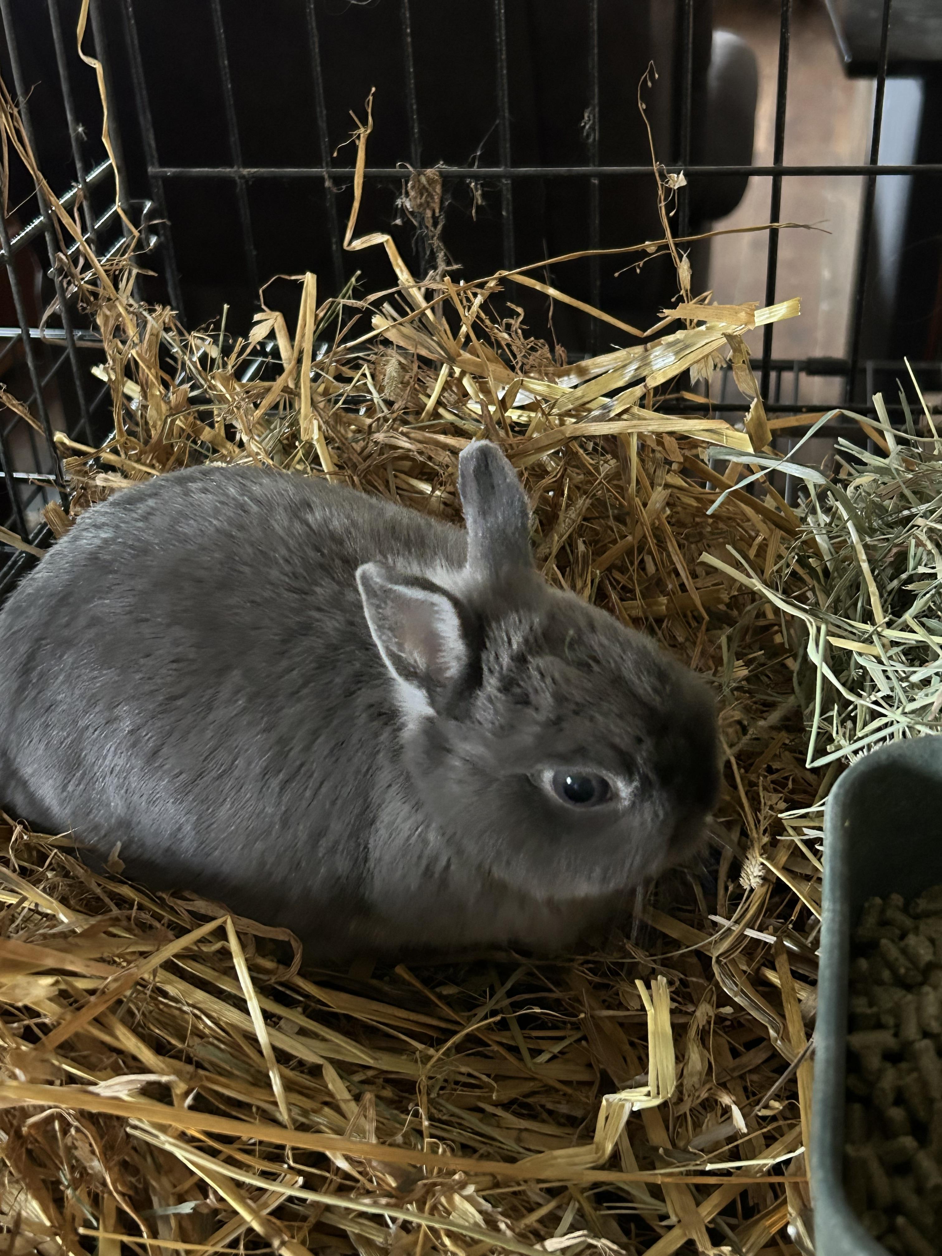 Bunny 1, ADOPTABLE, Young Female Netherland Dwarf.