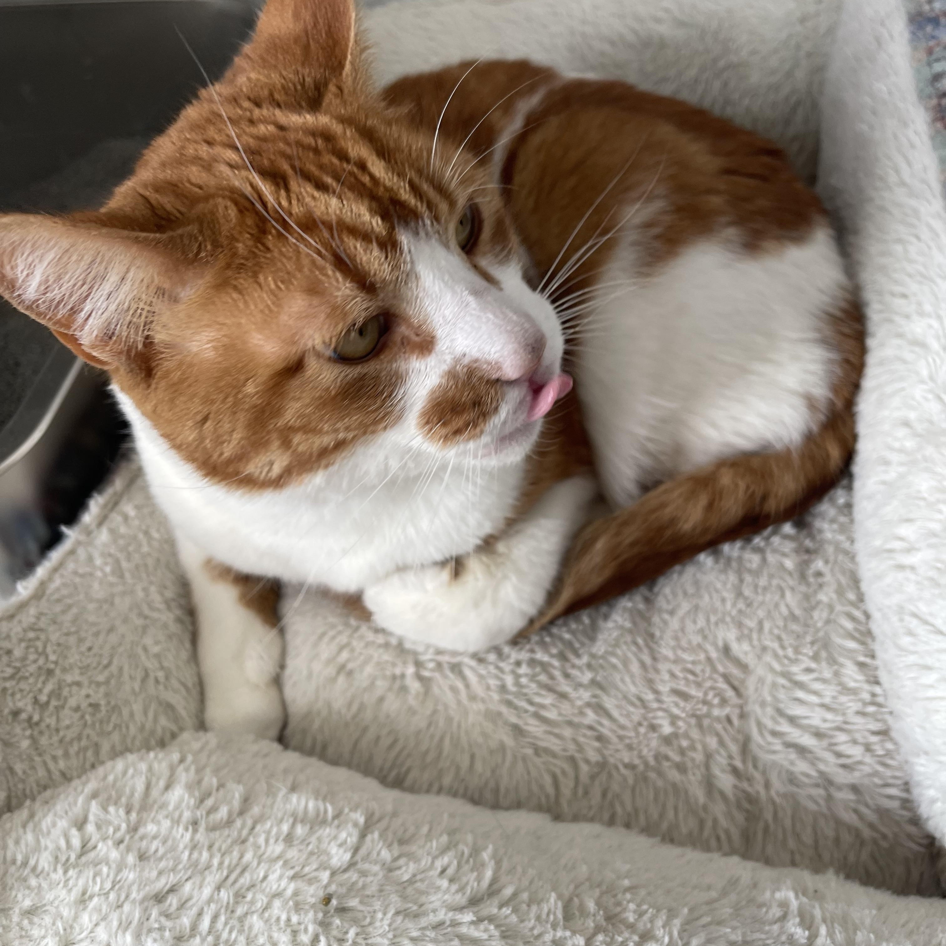 Cheddar Bob, adopted, Young Male Domestic Short Hair.