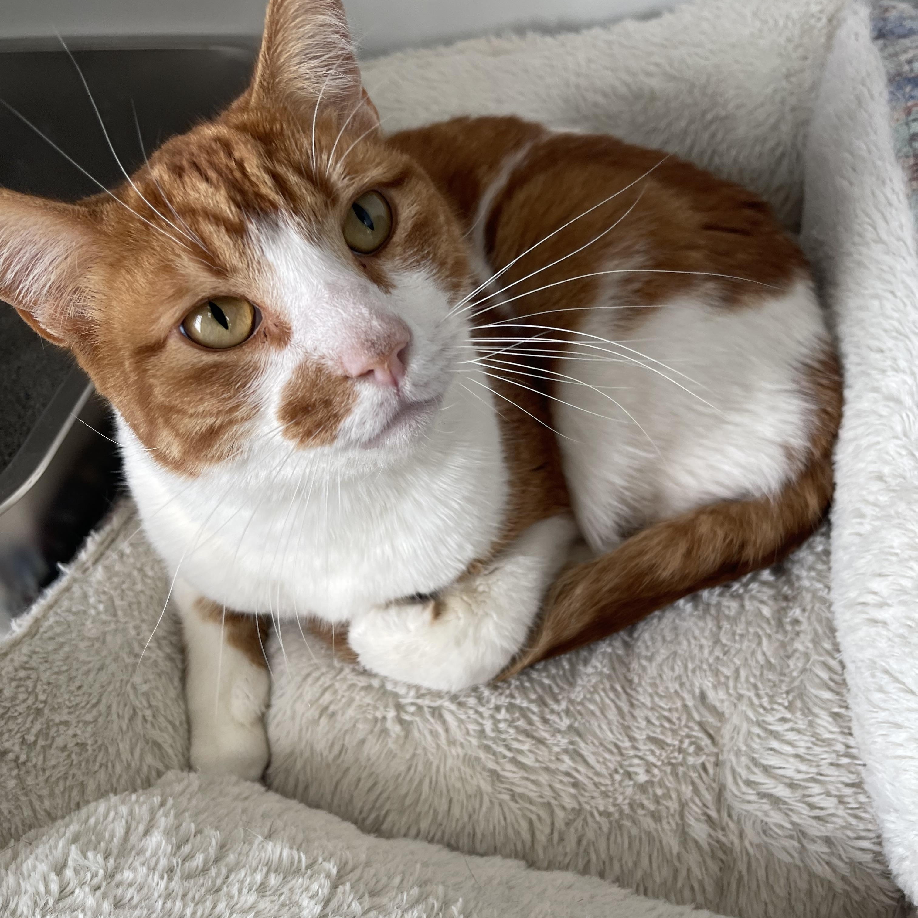 Cheddar Bob, an adopted mixed breed in North Kansas City, MO image 2/2