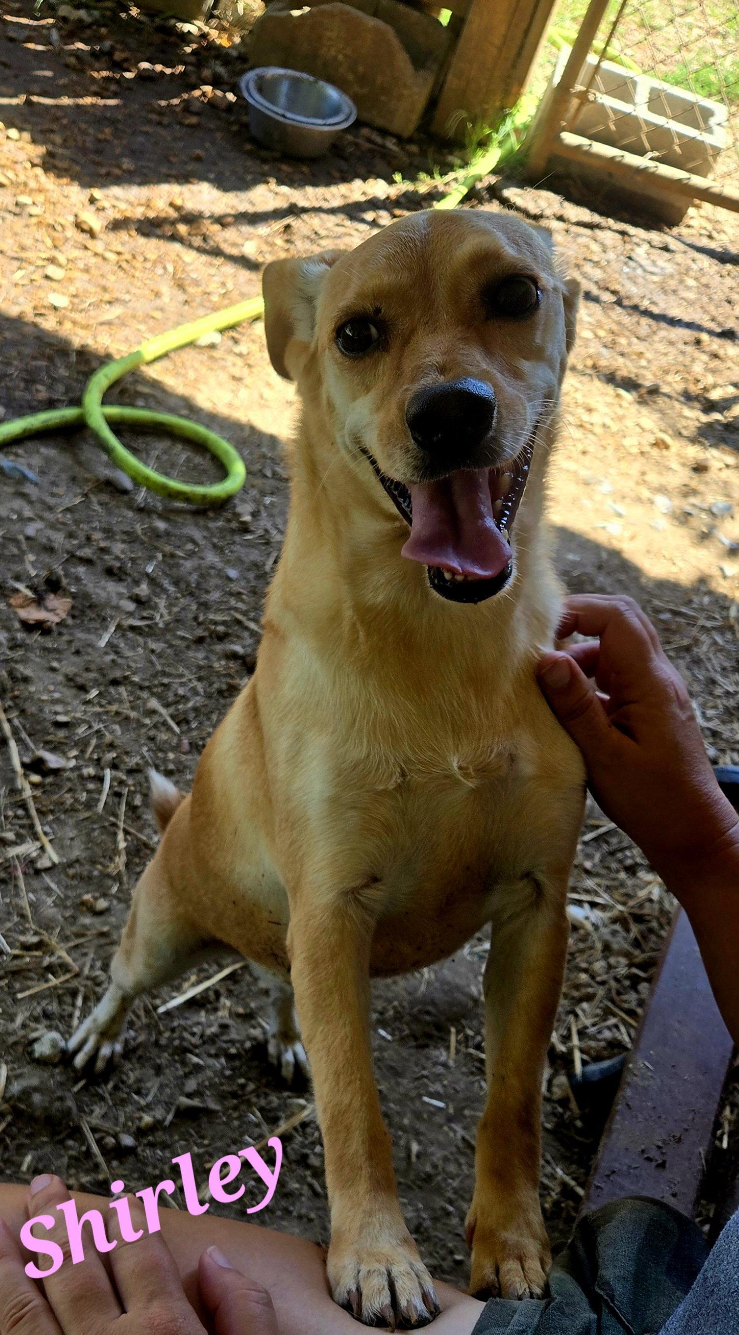 Shirley, Adoptable, Young Female Feist & Rat Terrier.