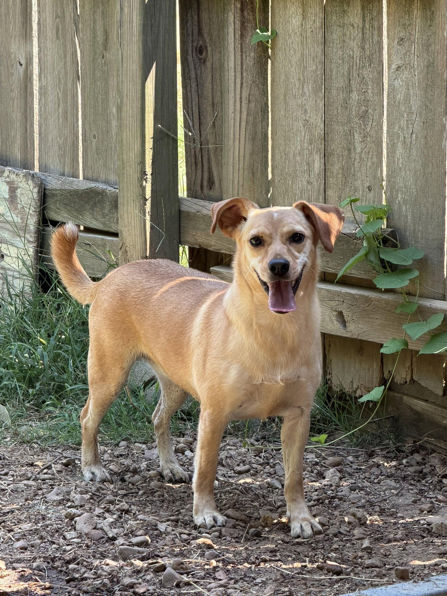 Enlarge Shirley, a Adoptable mixed breed in Jackson, MS image 2/3