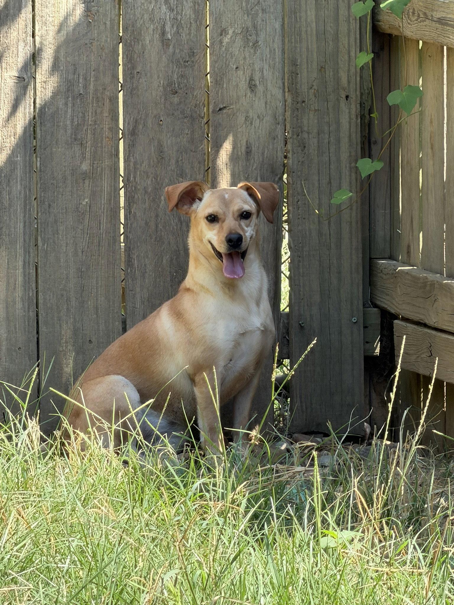 Enlarge Shirley, a Adoptable mixed breed in Jackson, MS image 3/3