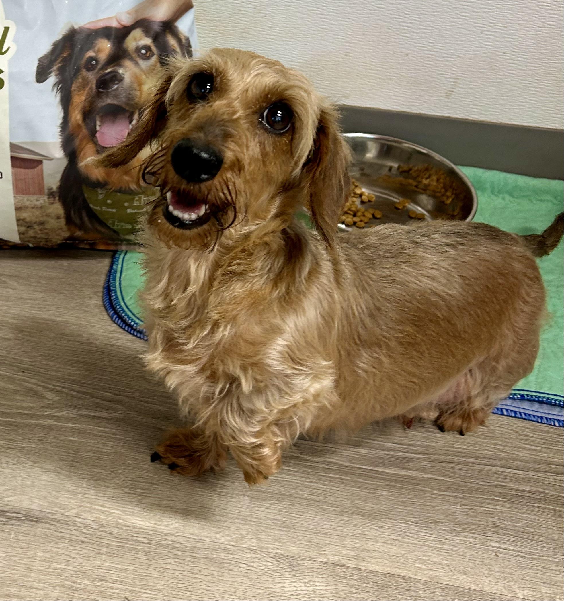 Enlarge Abby, a Adoptable Wirehaired Dachshund in Chickasha, OK image 1/1