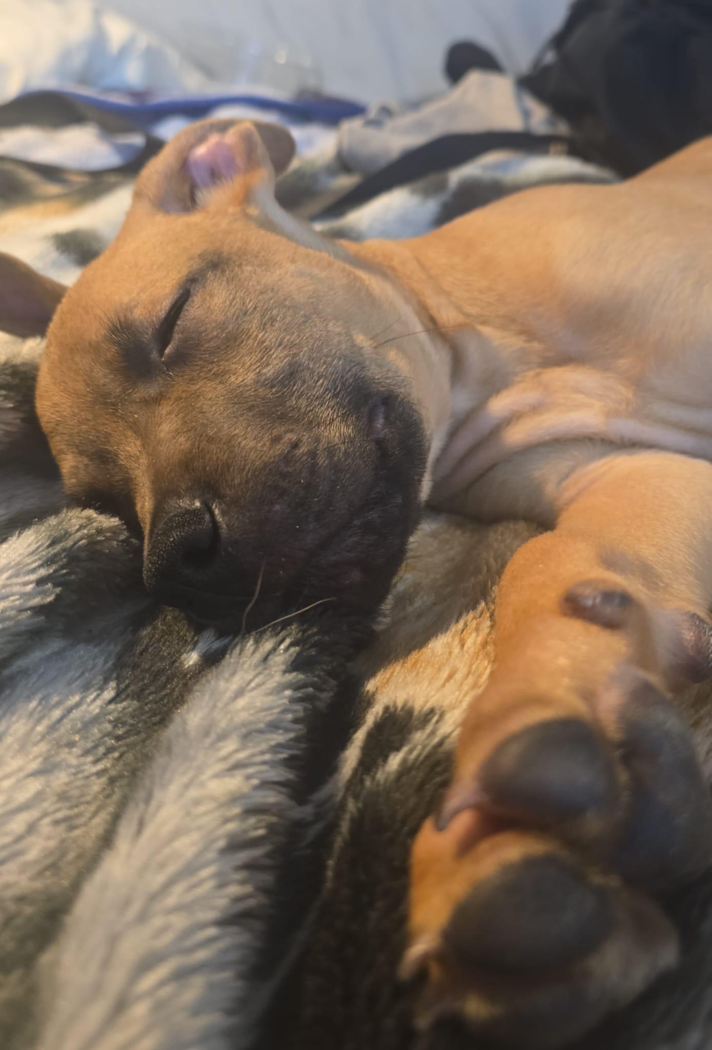 Enlarge Gibson, a Adoptable mixed breed in Oakville, ON image 2/2