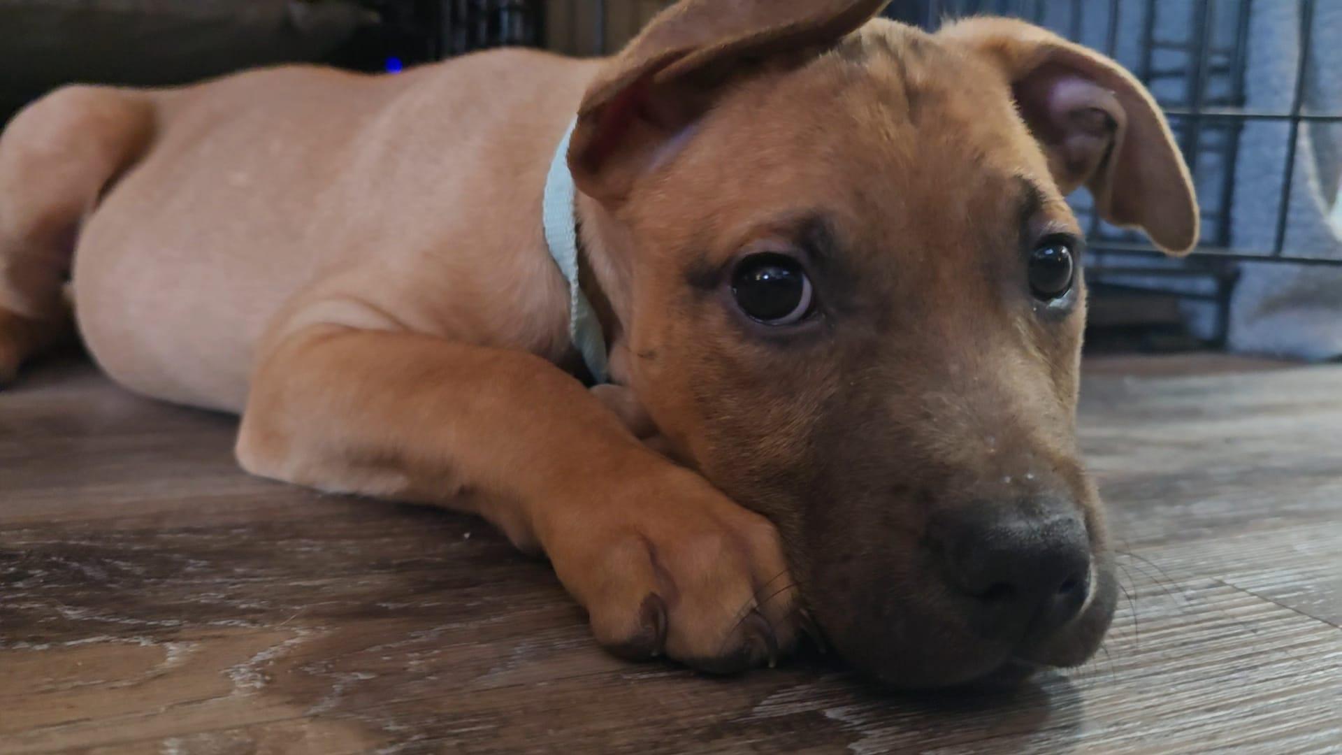 Gibson, Adoptable, Puppy Male American Bully.