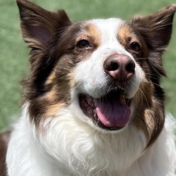 Riley, Adult Male unknown