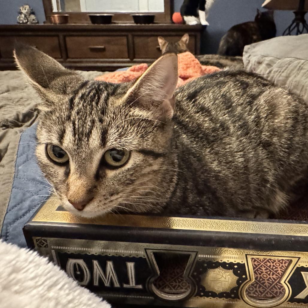 Enlarge Taylor, a Adoptable Domestic Short Hair in Denison, TX image 1/4