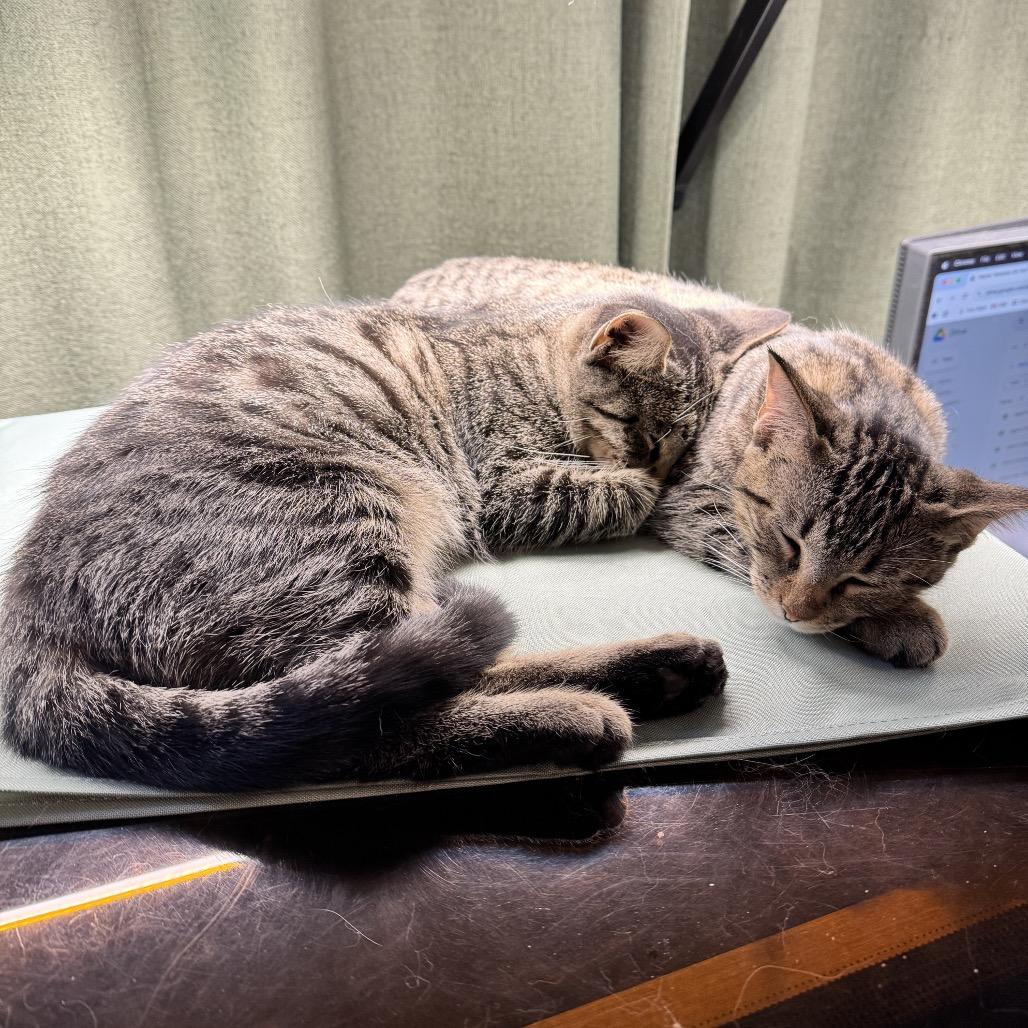 Enlarge Taylor, a Adoptable Domestic Short Hair in Denison, TX image 2/4