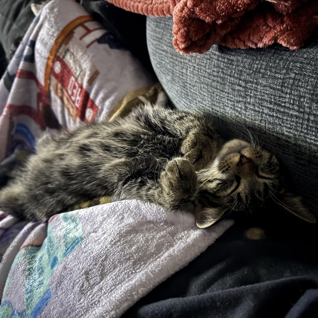 Enlarge Taylor, a Adoptable Domestic Short Hair in Denison, TX image 3/4