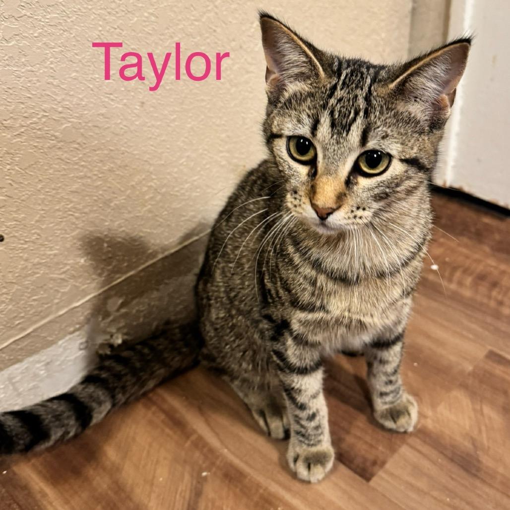 Enlarge Taylor, a Adoptable Domestic Short Hair in Denison, TX image 4/4