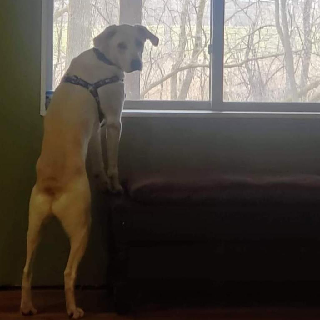 Enlarge Mario, a Adoptable mixed breed in Philadelphia, PA image 5/6