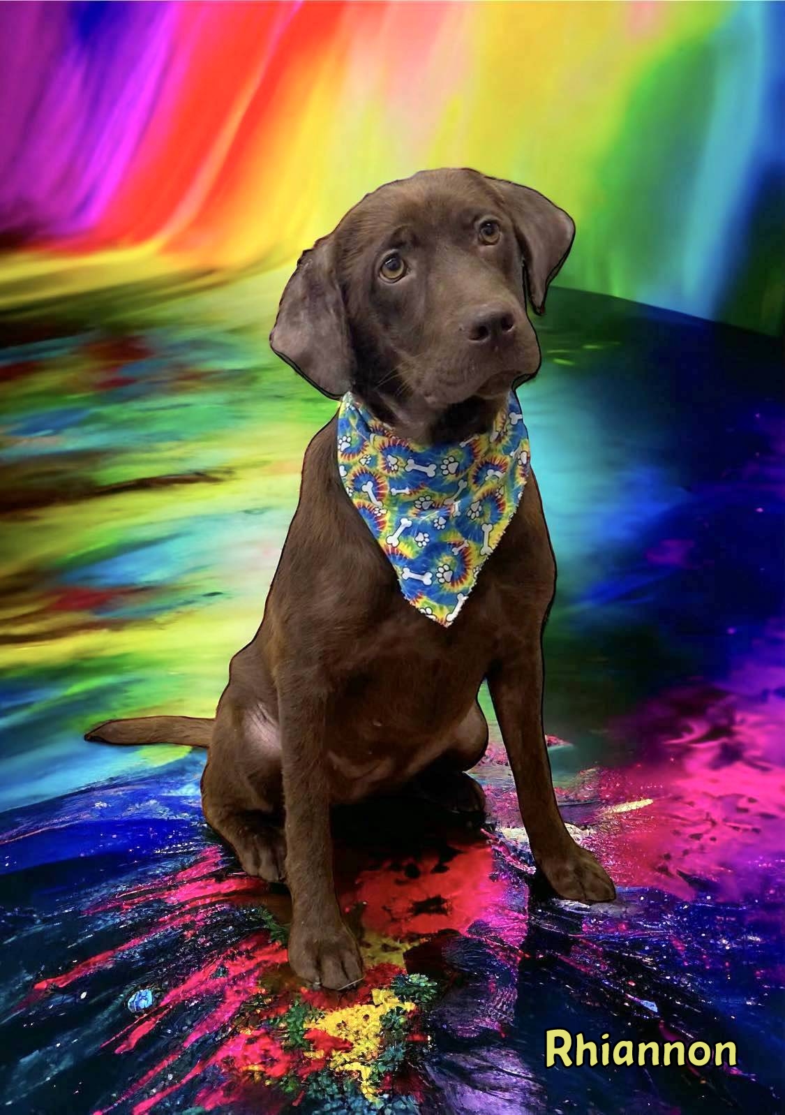 Dog for adoption RHIANNON, a Labrador Retriever Mix in Sumter, SC Petfinder Dog for adoption RHIANNON, a Labrador Retriever Mix in Sumter, SC Petfinder