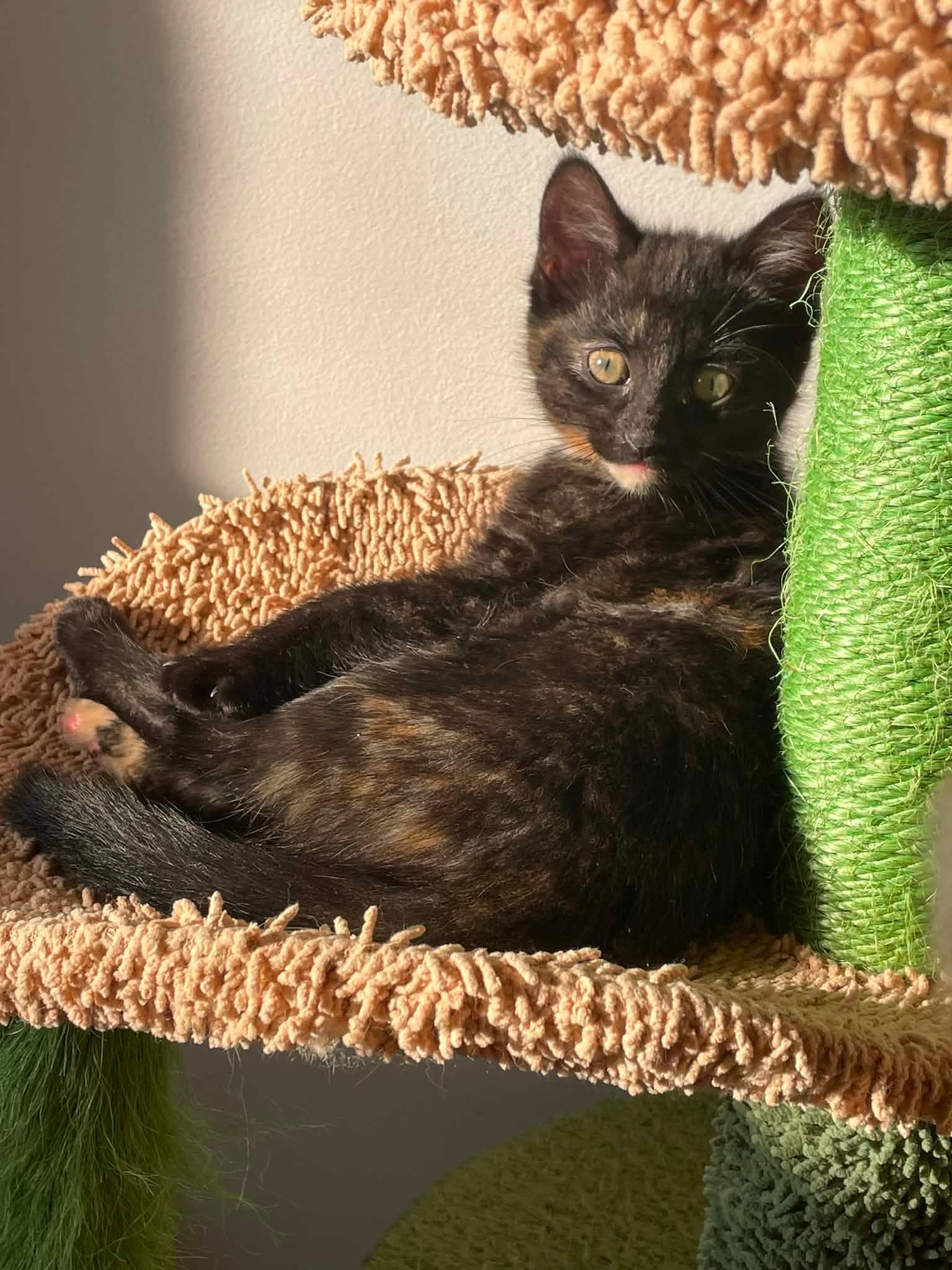 Enlarge Haya, a ADOPTABLE Domestic Short Hair in Shakespeare, ON image 5/6