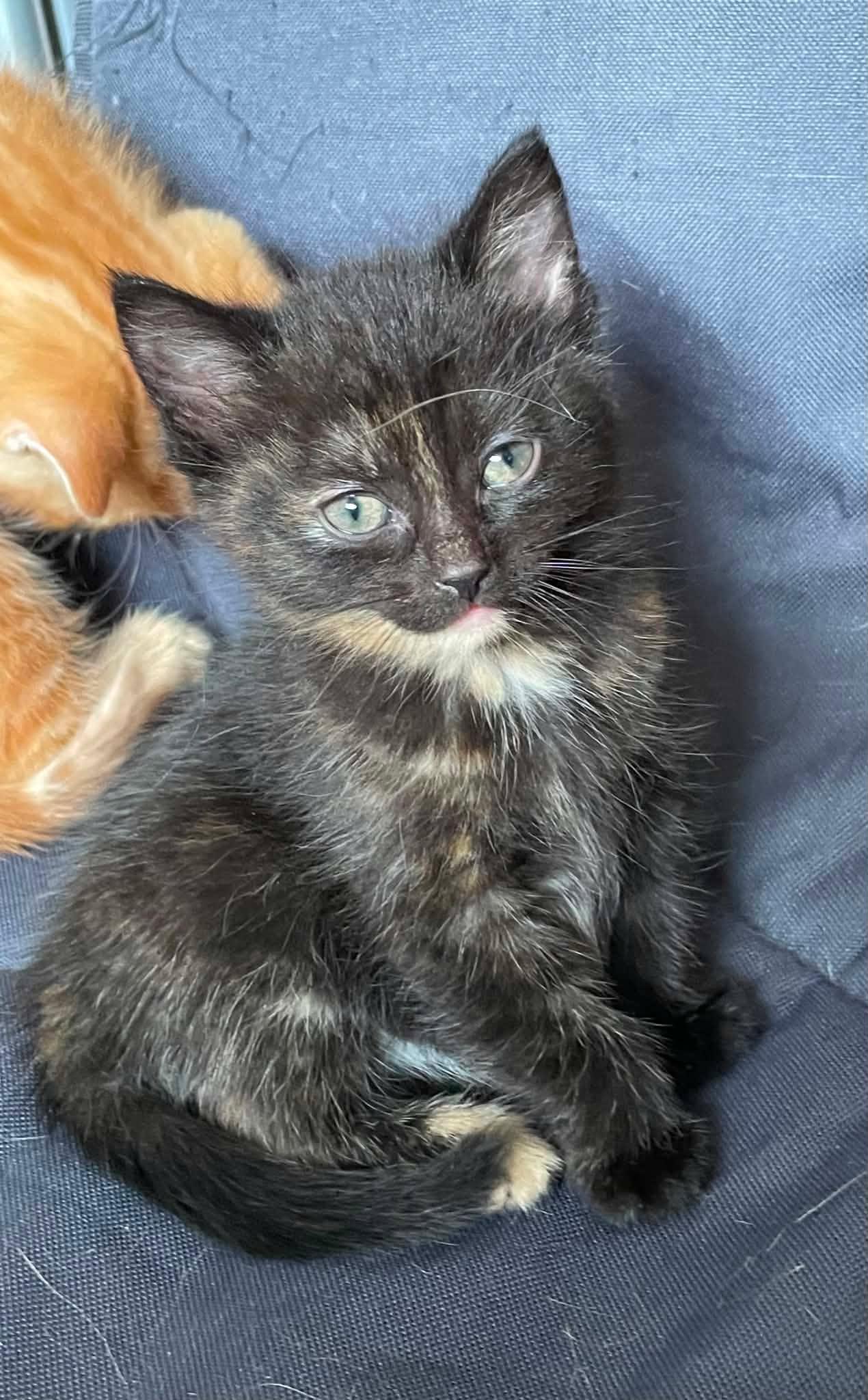 Haya, ADOPTABLE, Kitten Female Domestic Short Hair.