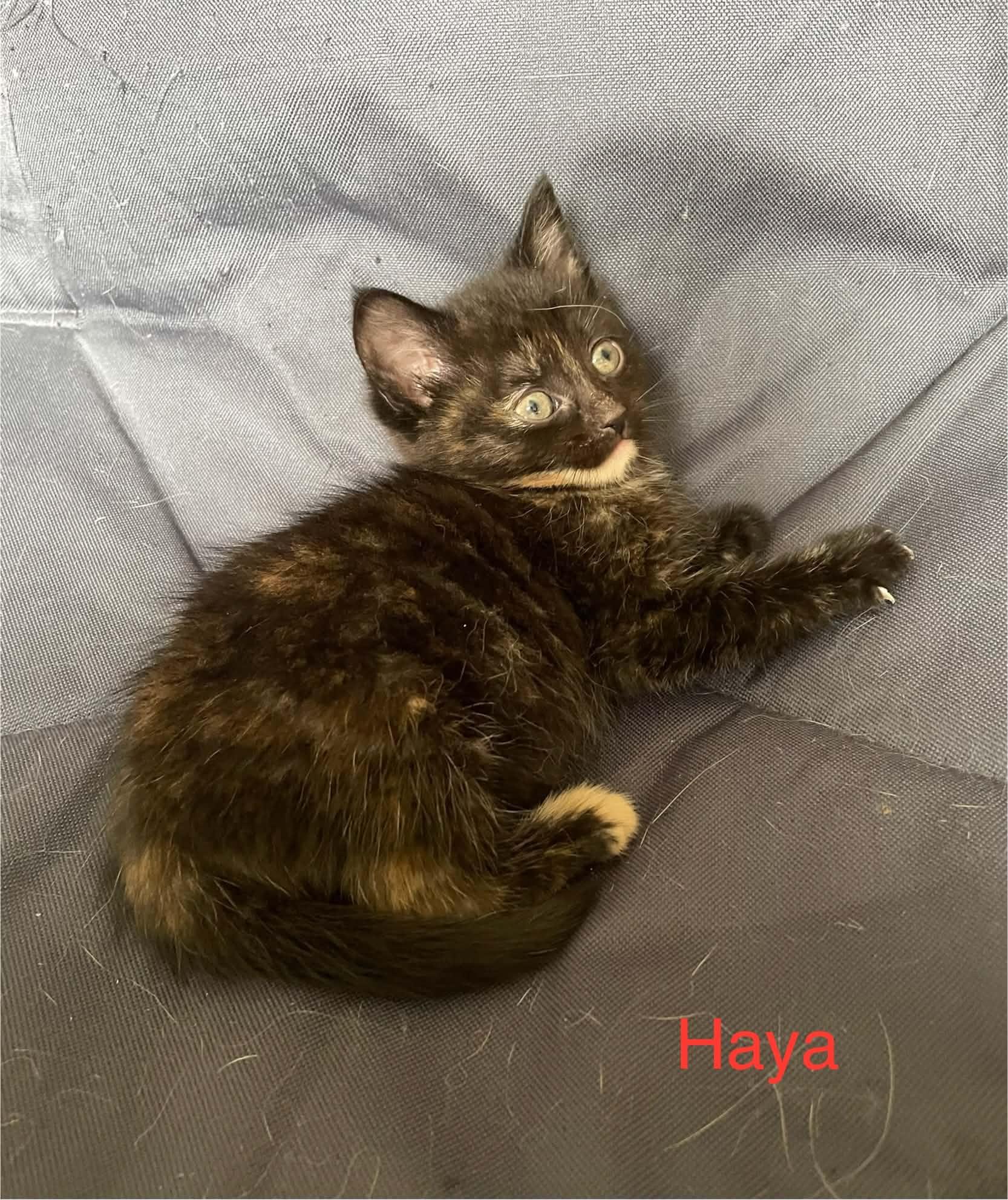 Enlarge Haya, a ADOPTABLE Domestic Short Hair in Shakespeare, ON image 2/6