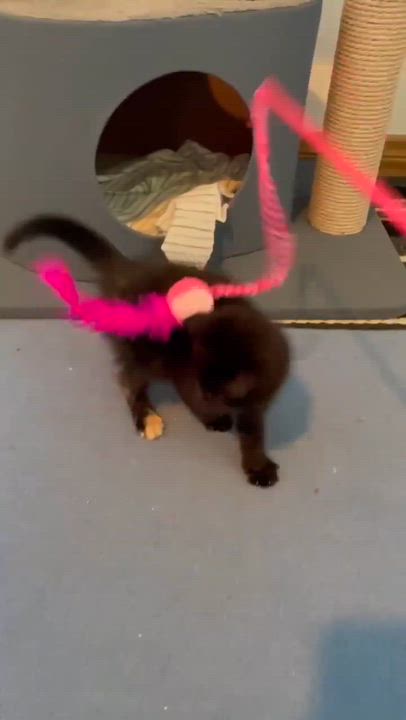Enlarge Haya, a ADOPTABLE Domestic Short Hair in Shakespeare, ON video 4/6