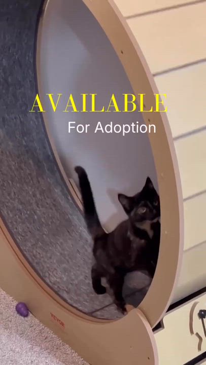 Enlarge Haya, a ADOPTABLE Domestic Short Hair in Shakespeare, ON video 4/6