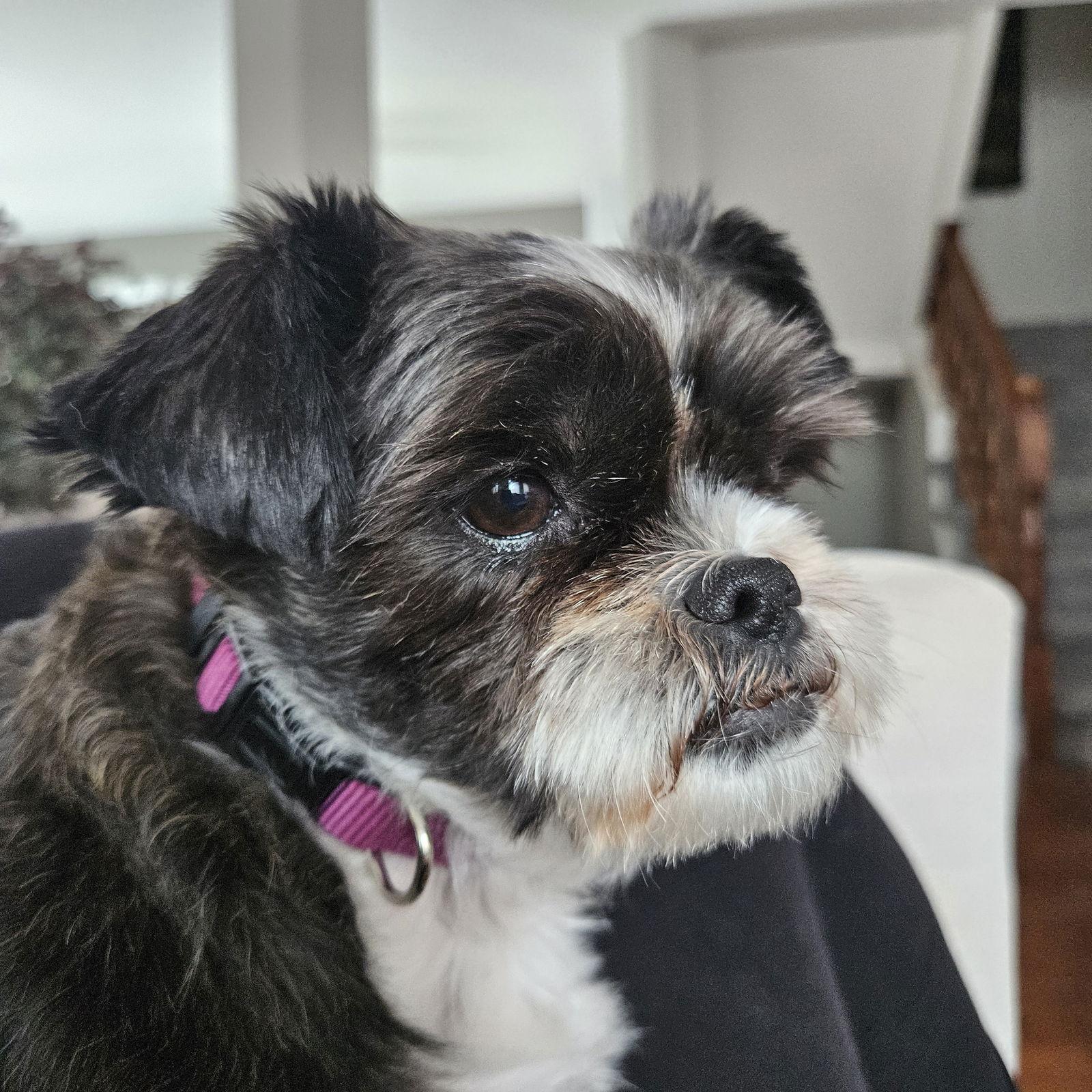 Enlarge Sadie 4804, a Adoptable Shih Tzu in Pickering, ON image 1/3