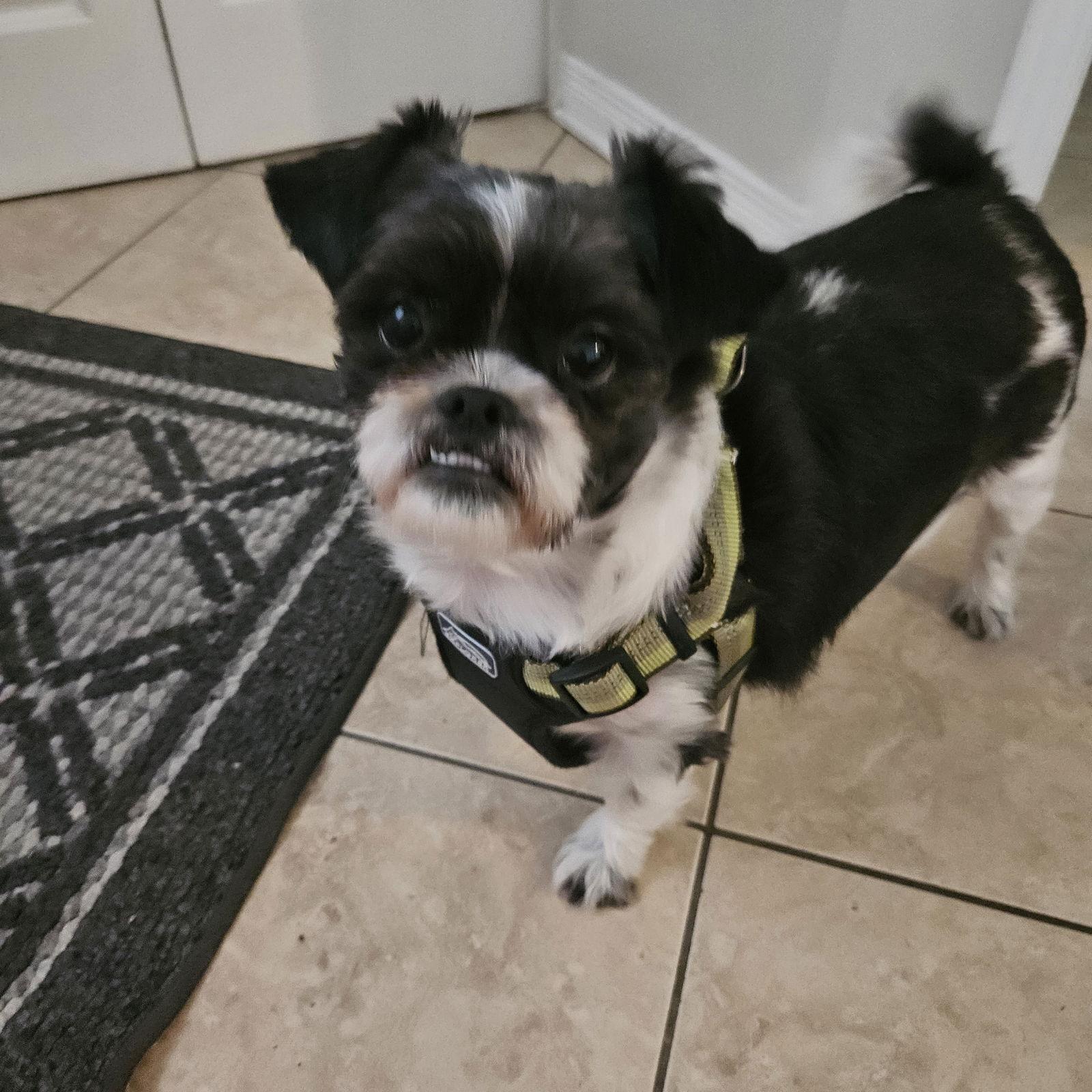 Enlarge Sadie 4804, a Adoptable Shih Tzu in Pickering, ON image 2/3