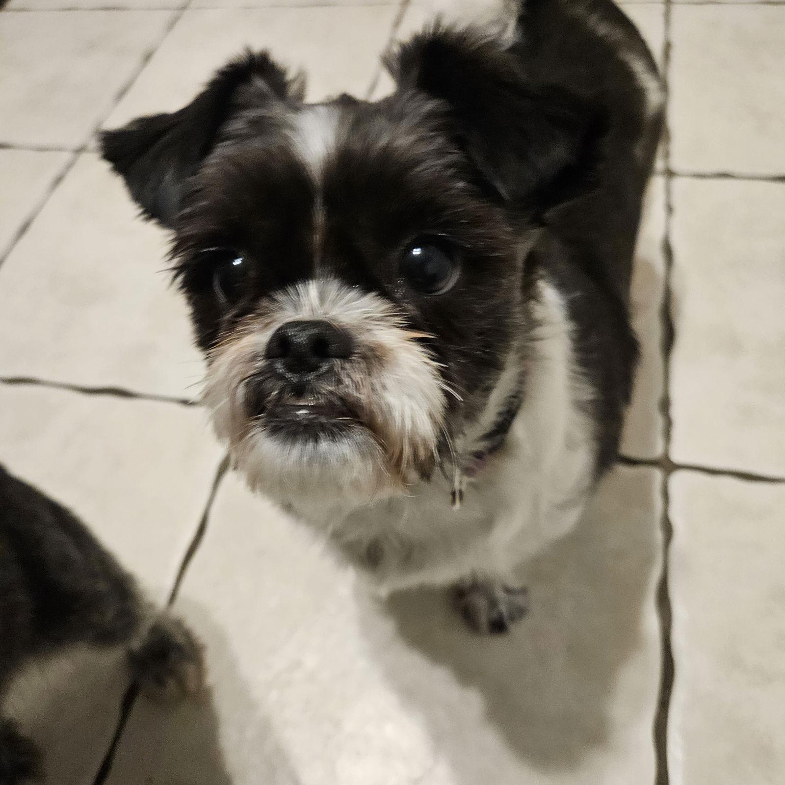 Enlarge Sadie 4804, a Adoptable Shih Tzu in Pickering, ON image 3/3