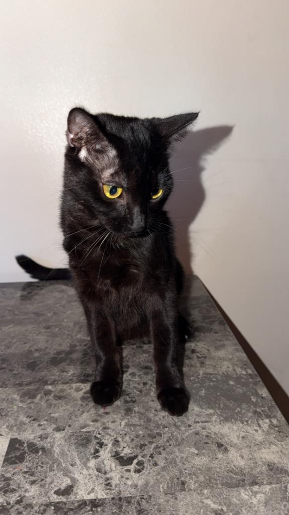 Stormy, Adoptable, Young Female Domestic Short Hair.