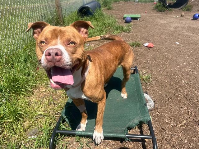 ANAKIN, Adoptable, Young Male Pit Bull Terrier & Mixed Breed.