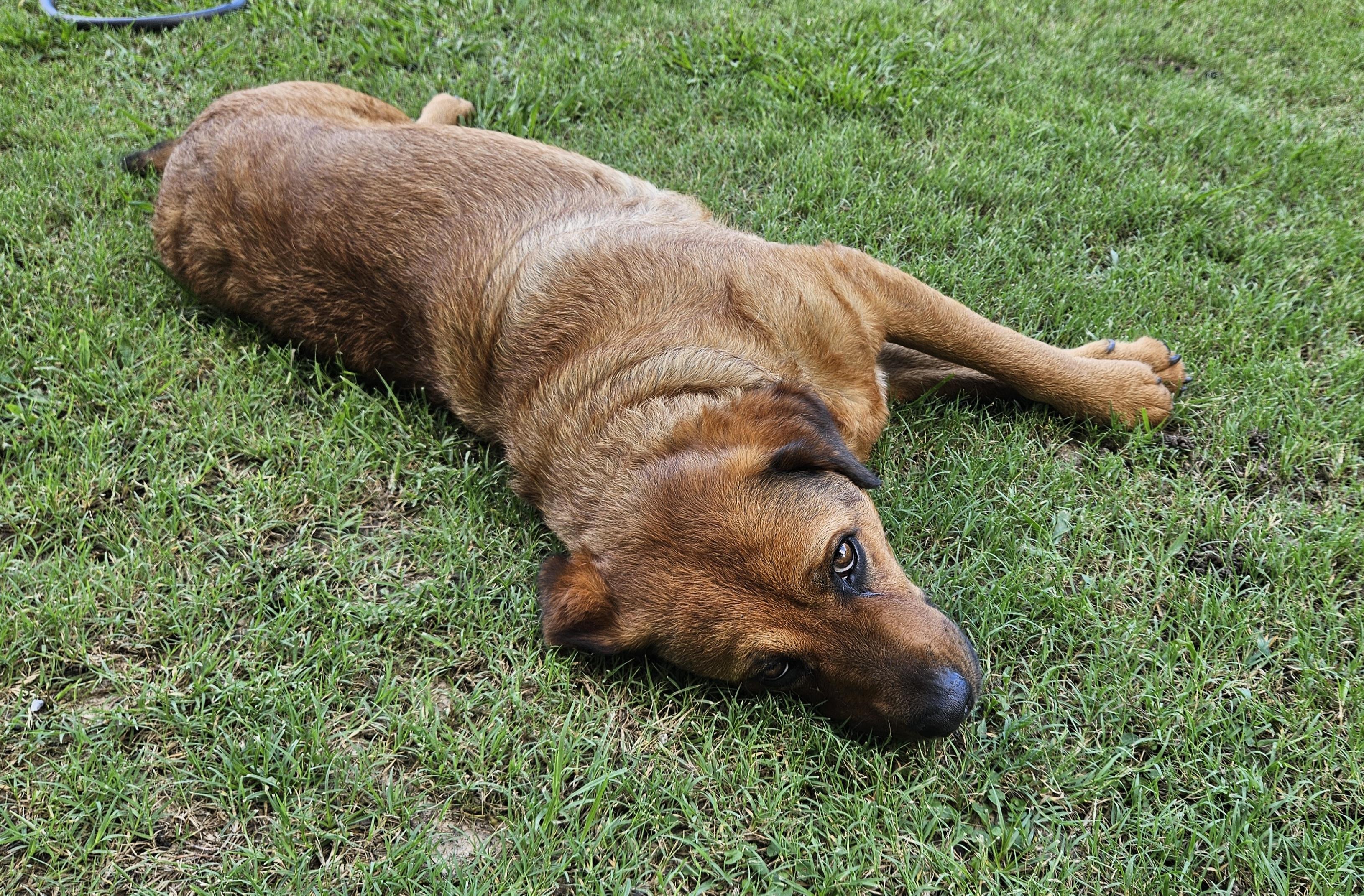 Enlarge Gracie, a Adoptable Labrador Retriever in Sherman, TX image 4/6