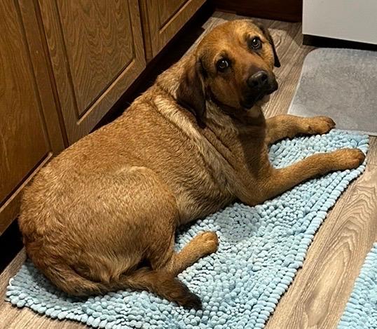 Enlarge Gracie, a Adoptable Labrador Retriever in Sherman, TX image 3/6