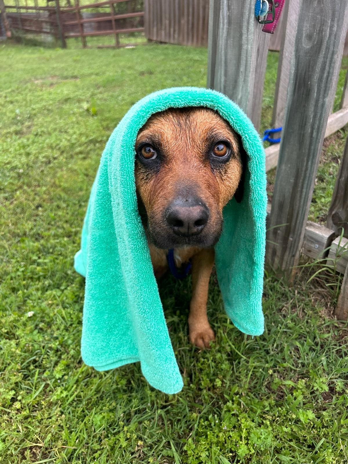 Enlarge Gracie, a Adoptable Labrador Retriever in Sherman, TX image 5/6