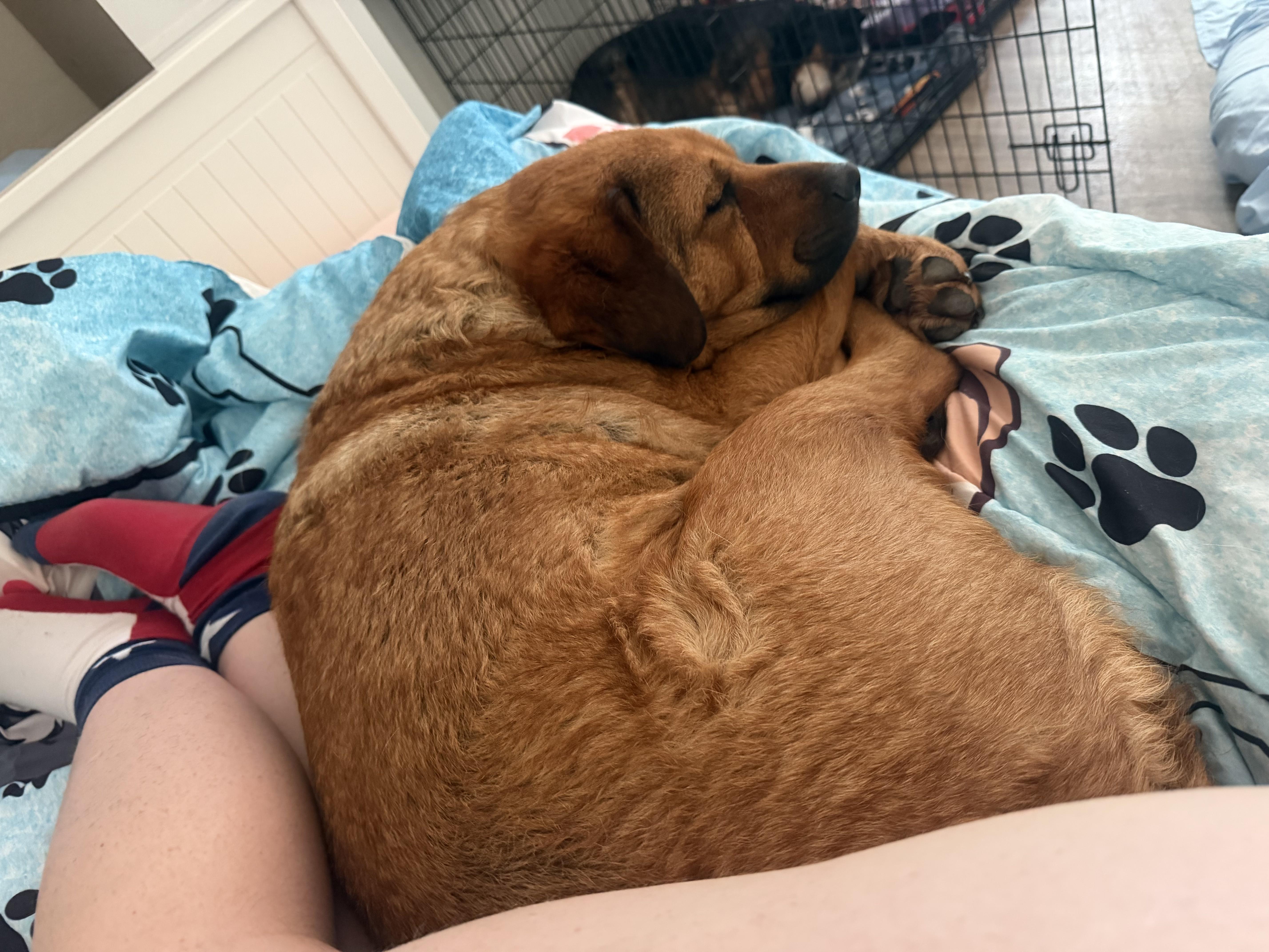 Enlarge Gracie, a Adoptable Labrador Retriever in Sherman, TX image 2/6