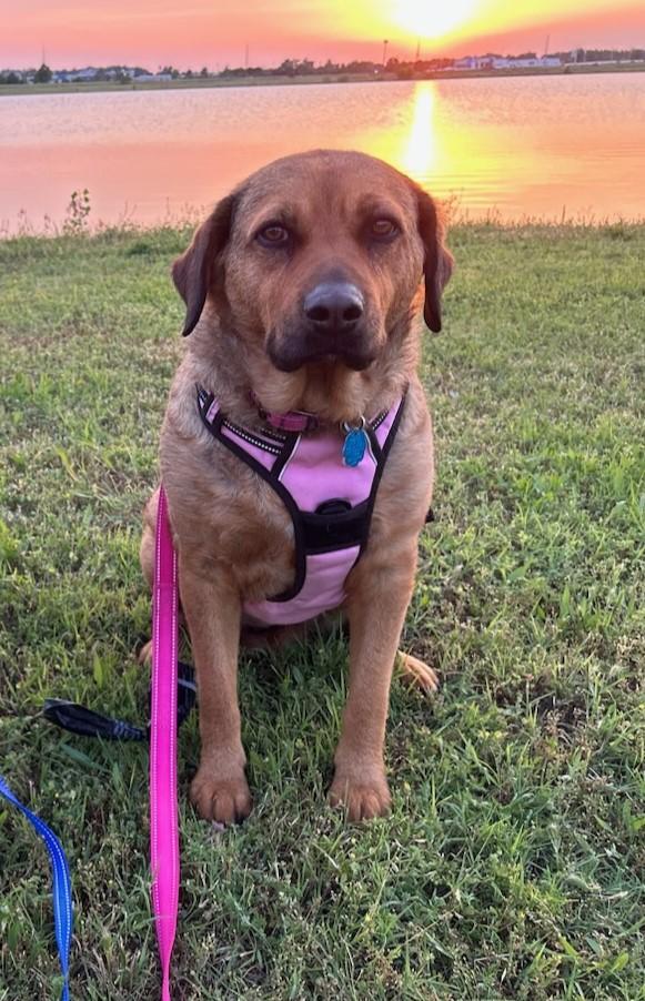 Gracie, Adoptable, Adult Female Labrador Retriever.