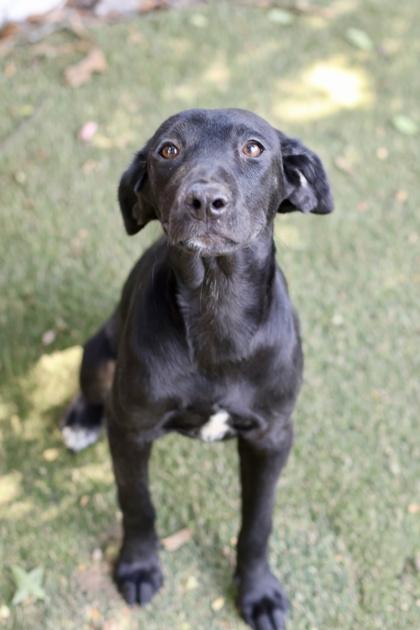 Enlarge Riley, a Adoptable mixed breed in Picayune, MS image 1/3