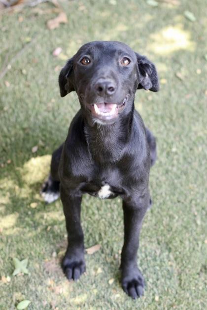 Enlarge Riley, a Adoptable mixed breed in Picayune, MS image 2/3